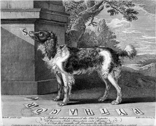 Le Nouveau Chien Savant, ou Chien Savant, gravure de F-Morellon la Cave, 1752